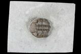 Long Eldredgeops Trilobite - Paulding, Ohio #85554-1